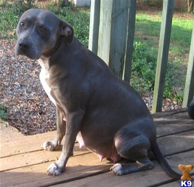 American Pit Bull Puppies for Sale